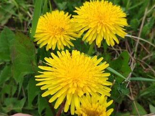 dandelion_home
