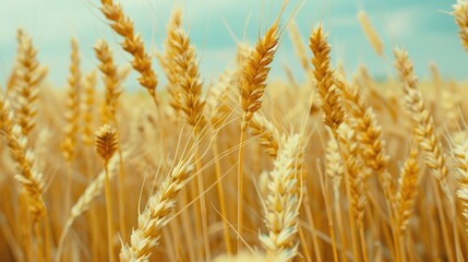 Obraz premium Agricultural wheat cultivation during the summer months