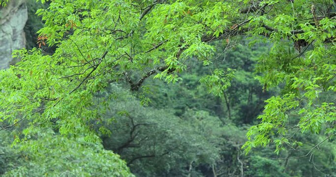Taiwan, Hualien, Taroko, Scenic Area, Sanda Creek, Boulder, Big Tree