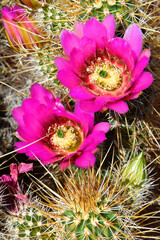 Flowering Hedge Hog cactus - 790117390