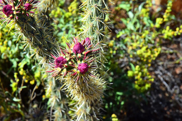 Cholla buds cactus, Close up, Sonora Desert, Mid Spring - 790117592