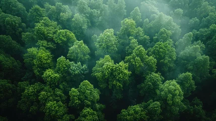 Fotobehang Aerial top view forest tre © nataliya_ua