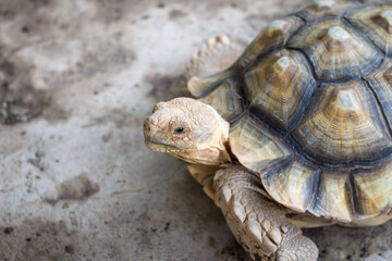 Turtle isolated on white stone and sand at the beach's border background