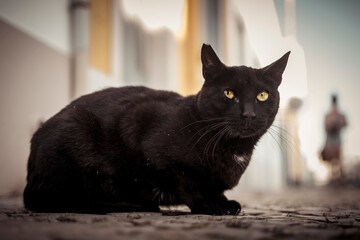 Vertical shot of a black street cat sitting in an alley with blurry background