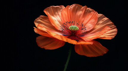 Detailed view of a single poppy flower against a black background, spotlighting the stark beauty and somber symbolism, high-resolution - obrazy, fototapety, plakaty