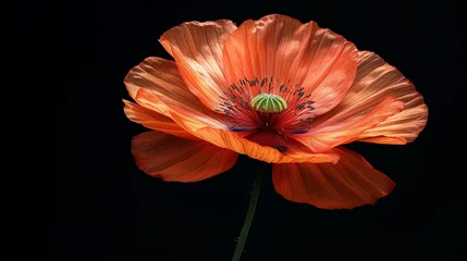 Foto op Canvas Detailed view of a single poppy flower against a black background, spotlighting the stark beauty and somber symbolism, high-resolution © Supapich
