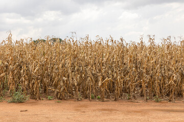 A field of dry corn