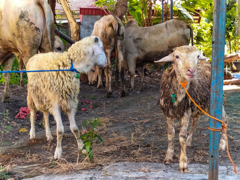Etawa goat or jamnapari and goat in the farm. Javanese Goats. Selective focus.
