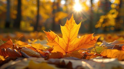 Sunlit golden leaf in the fall
