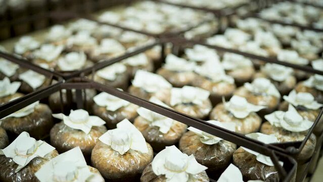 Mushroom culture cubes for mushroom factories.