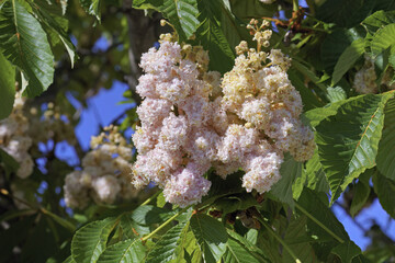 inflorescences and leaves of horse chestnut baumannii
