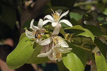lemon plant in full bloom, close up of flowers and buds