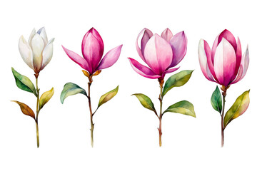 Set of magnolia flowers stem watercolor illustration set of 4, clipart floral botanical isolated, pink white floral leaves, design element