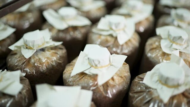 Mushroom culture cubes for mushroom factories.