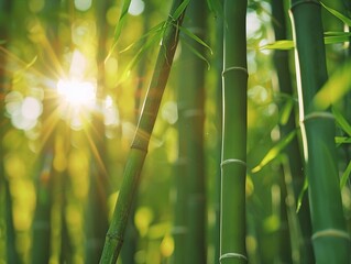 Peaceful scene of bamboo forest with sunlight filtering through the tall, green stalks, creating a...