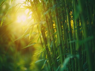Peaceful scene of bamboo forest with sunlight filtering through the tall, green stalks, creating a natural, calming atmosphere