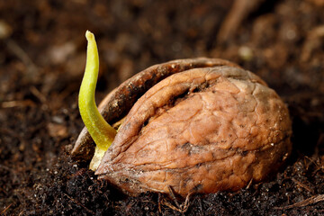 close up of germinating walnut in soil, young sprout of a walnut, Juglans regia