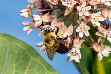 Closeup of common Eastern Bumble Bee on swamp milkweed wildflower. Insect and nature conservation,...