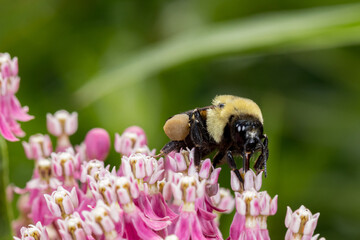 Closeup of pollen basket or sac of Eastern Bumble Bee on swamp milkweed wildflower. Pollination,...