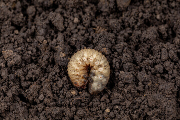 White grub in soil of lawn. Concept of lawncare, lawn and garden pest control. 