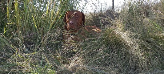 A closeup photograph of a large Brown Ridgeback dog lying down with its head upright in the shade under a tree in long grasses, looking straight ahead
