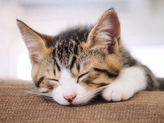Sleeping kitten 4 months old, animals cats,