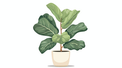 Fiddleleaf fig or Ficus lyrata growing in pot. Decor