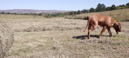 A photograph of a large Brown Ridgeback dog walking in a freshly cut hay field under a blue sky on a sunny day