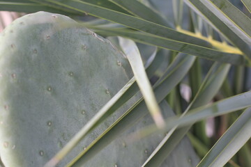 Turkey date palm and cactus opuntia