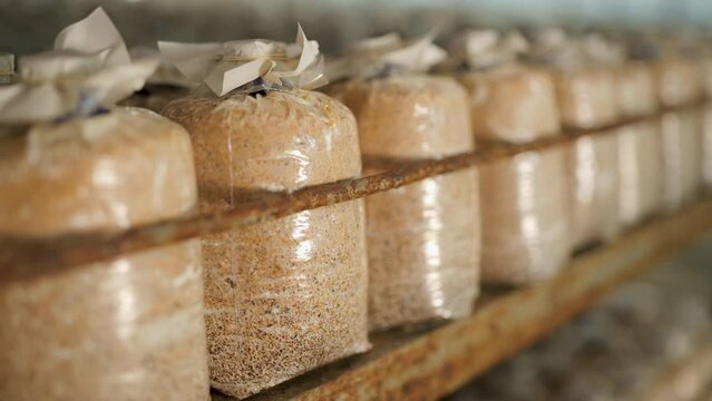 Mushroom culture cubes for mushroom factories.