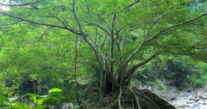 Taiwan, Hualien, Taroko, Scenic Area, Sanda Creek, Boulder, Big Tree