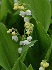 white lily of the valley flowers in green leaves in the rain