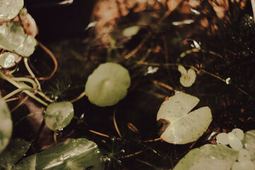 tropical Nymphaeaceae can bloom during the day or at night and are the only group to contain water...