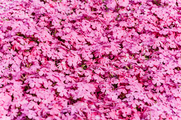 芝桜の花　背景