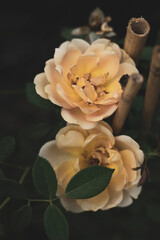  harmonious color of this flower, buy the Michelangelo roses variety and plant Michelangelo roses!...