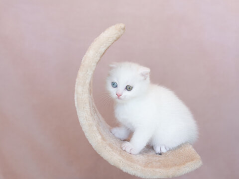 White cat with different color eyes. Turkish angora. Van kitten with blue and green eye lies on white bed. Adorable domestic pets, heterochromia.