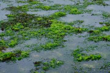 tropical sea at low tide. Coral is overgrown with seaweed or green algae.