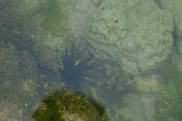Sea urchins are round, spiny echinoderms in the class Echinoidea. sea urchin on tropical coral...