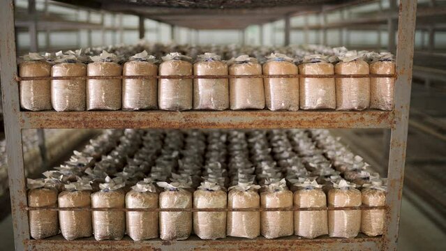 Mushroom culture cubes for mushroom factories.