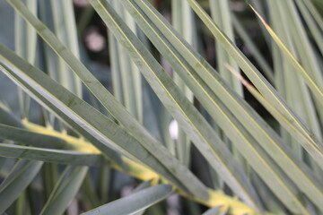 Turkey date palm