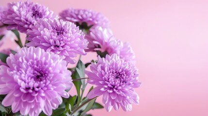 Elegant purple flowers for mourning, copyspace for text, soft focus and lighting
