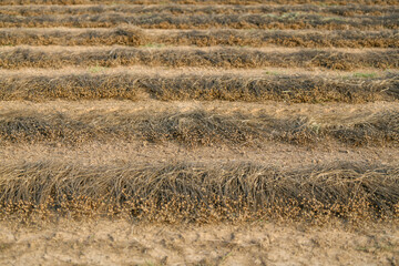 Lines on the ground of dry flax for harvesting