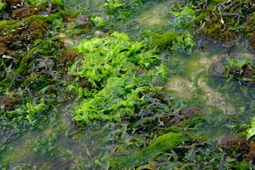 seaweed is one of the biological resources found in coastal and marine areas. algae. This sea weed can be used as a raw material for gelatin.