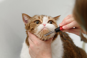 groomer combs three-haired britain cat chin with comb