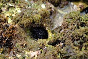 Naklejka na ściany i meble Sea urchins are round, spiny echinoderms in the class Echinoidea. sea urchin on tropical coral beach. seaweed and algae around sea urchins. 