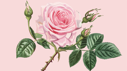 Pink rose with green leaves and buds. Botanical vector