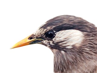 Close ups of Grey Starling