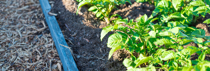 Panorama potato plants growing on wooden raised bed with rich compost and mulch at community garden near Dallas, Texas, homegrown organic tubers at backyard homestead urban farming, agriculture