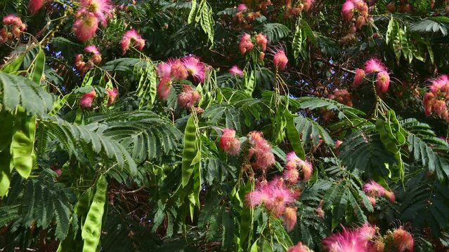 Bright pink flowers of  Albizia Saman (Samanea Saman, Rain Tree, Cow Tamarind) with green leaves and seed pods in the garden in summer