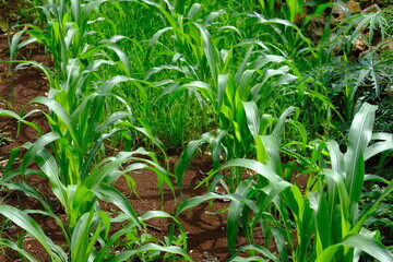 Corn fields on farmland. Corn is a healthy source of carbohydrates. Latin name for corn tree is zea...